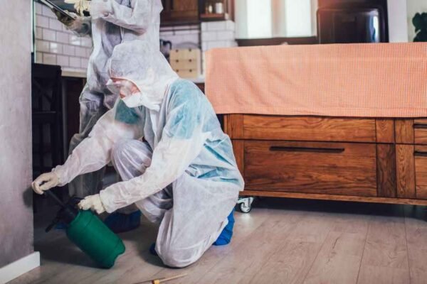 Essential Tips for Choosing Reliable Pest Control Experts Reliable Pest Control Experts