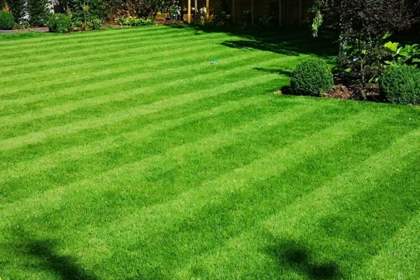 From Patchy Lawns to Lush Landscapes—Here’s How Lawns