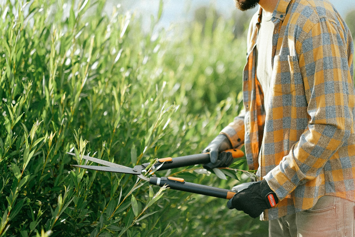 Lawn