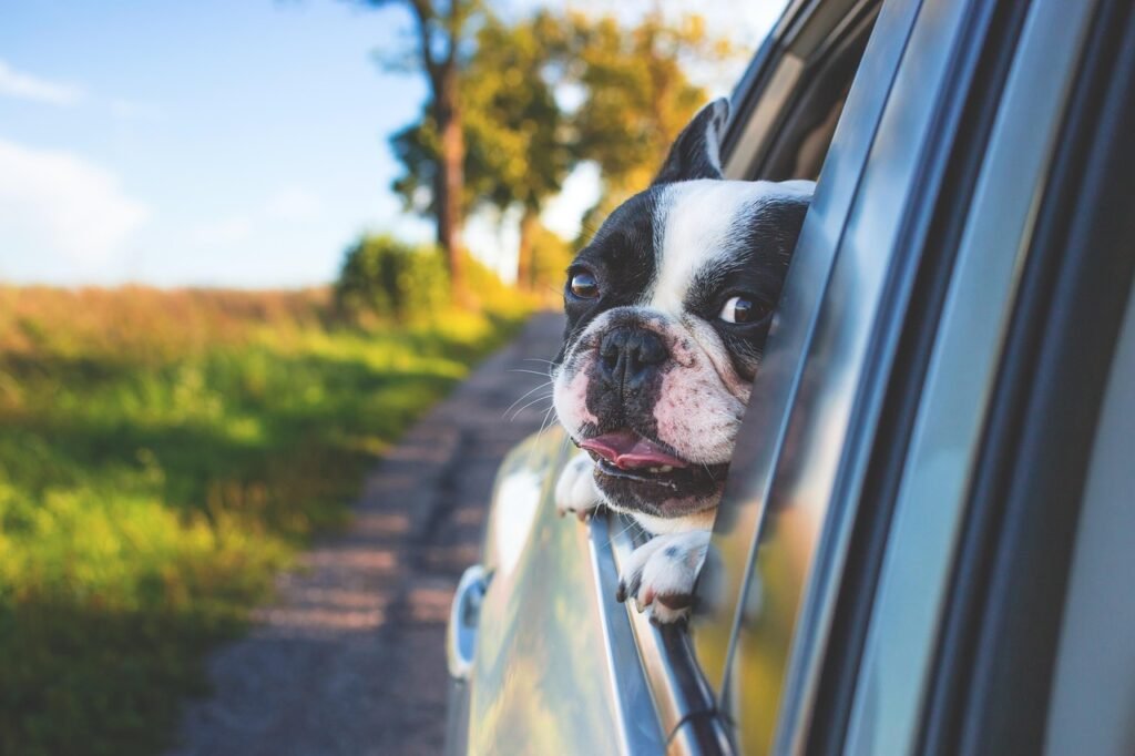 Traveling With an Anxious Dog: What Makes the Best Choice for Nervous Travelers Traveling With an Anxious Dog