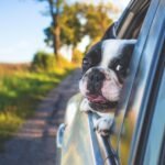 Traveling With an Anxious Dog