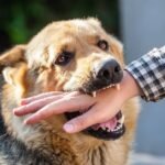 Dog Bite Incident
