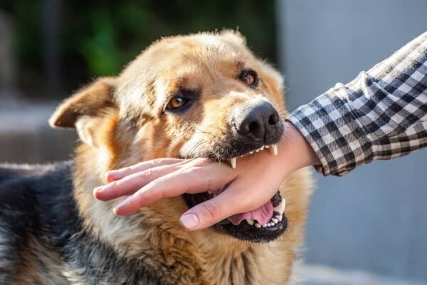 Dog Bite Incident