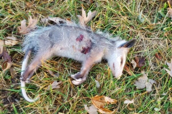 Dead Animal Removal: