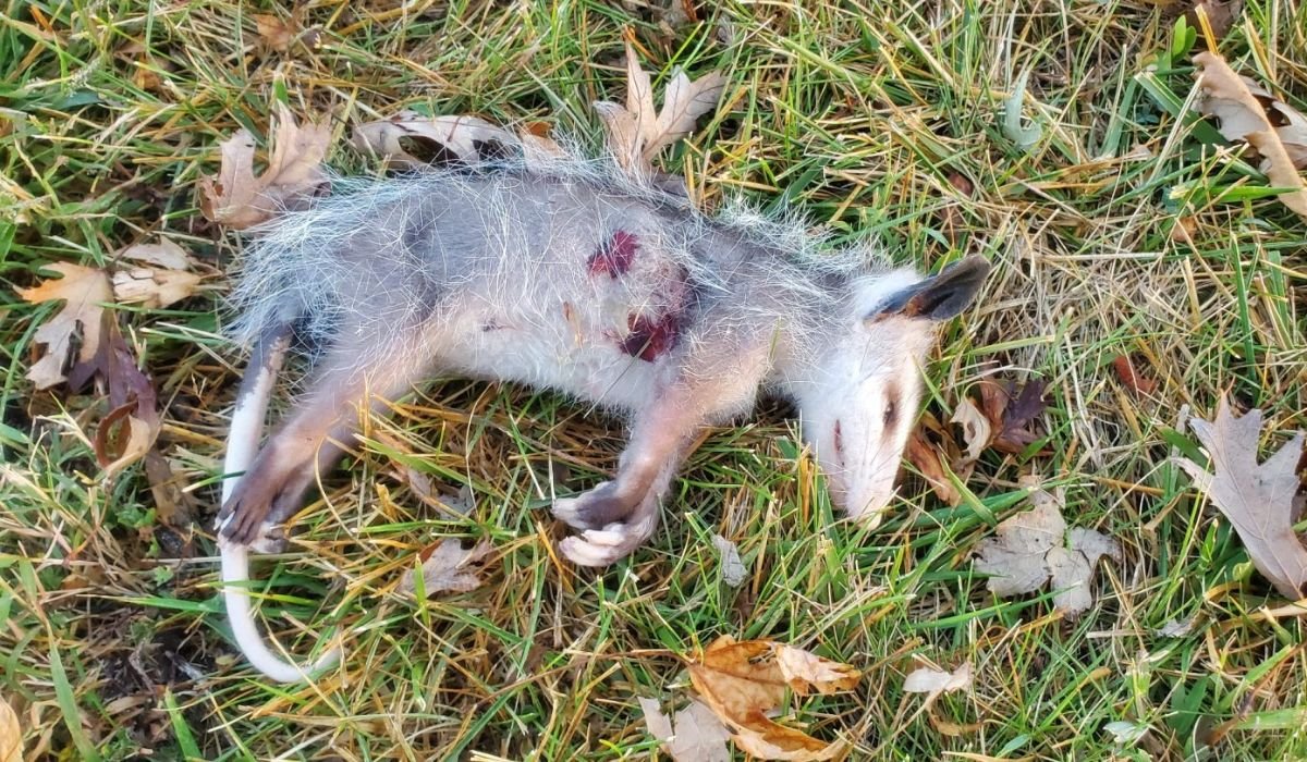 Dead Animal Removal:
