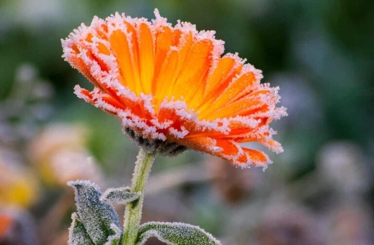 Plants That Thrive in Cold Climates